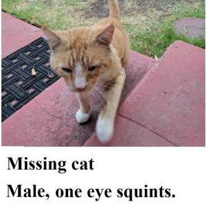 Lost Cat Red/Charlie/Orangy