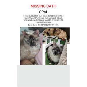 Lost Cat Opal