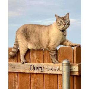 2nd Image of Dusty, Lost Cat