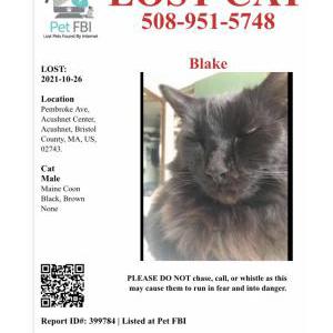 Lost Cat Blake