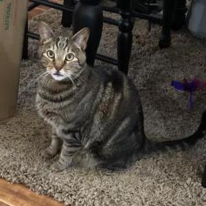 Lost Cat Howie