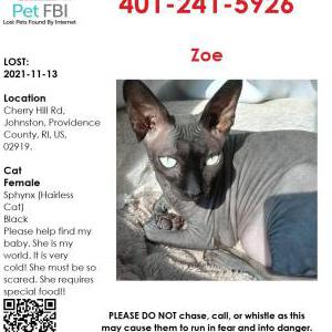 Lost Cat Zoe