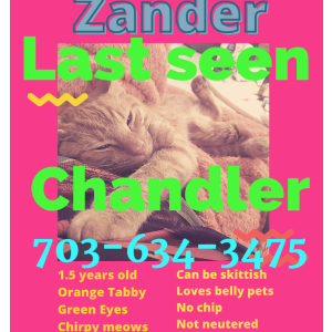 Lost Cat Zander