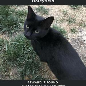 Lost Cat Holeyfield