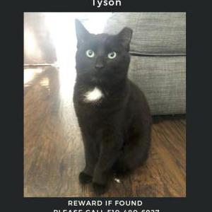 Lost Cat Tyson