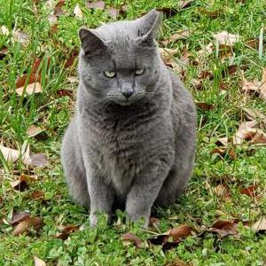 Lost Cat Grey Kitty