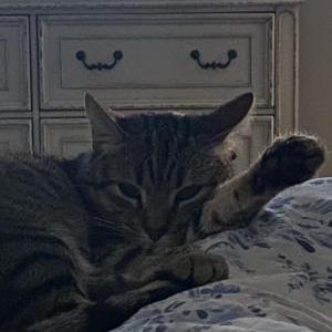 Lost Cat Annalese
