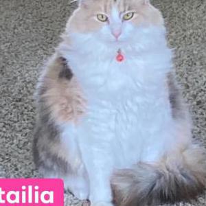 Lost Cat Tailia