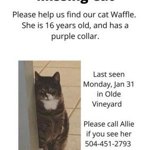Lost Cat Waffle