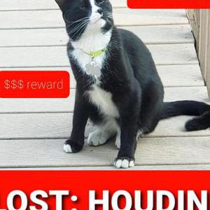 Lost Cat Houdini