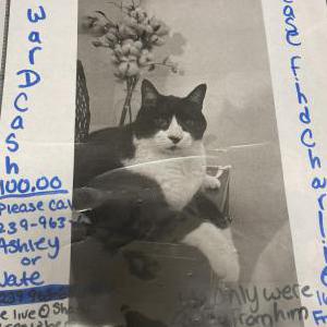 2nd Image of Charlie, Lost Cat