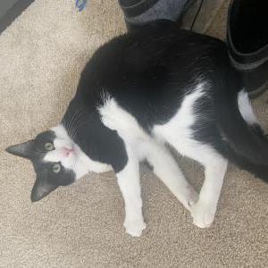 Lost Cat Gimlet