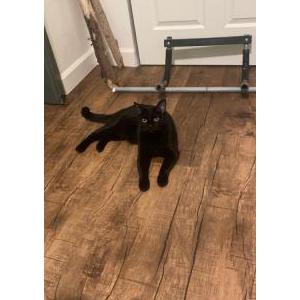 Lost Cat Timothy
