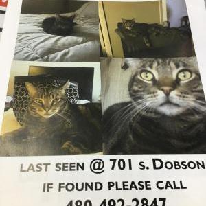 Lost Cat Moses