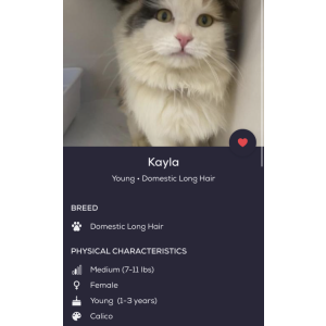 Lost Cat Kit-kat / Kayla
