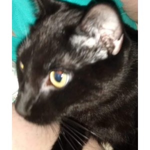 2nd Image of Darkness, Lost Cat