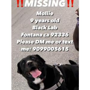 Lost Dog Mollie