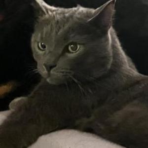 Lost Cat Eli Blu