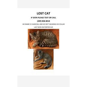 Lost Cat Charcoal