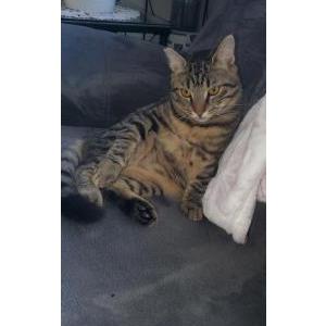 Lost Cat Lilly