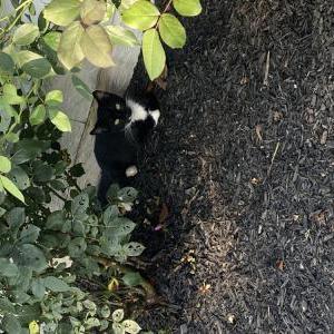 Lost Cat Pippy