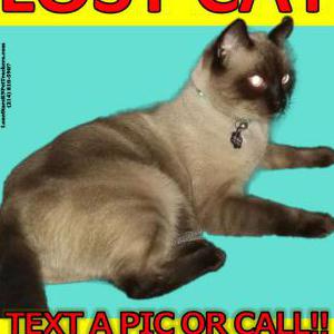 Lost Cat Alba