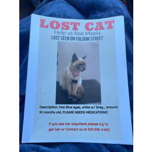 Lost Cat Meel
