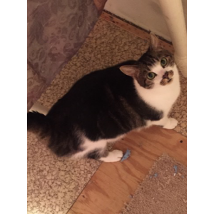 Lost Cat Fivvy (figaro)