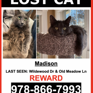Lost Cat Madison