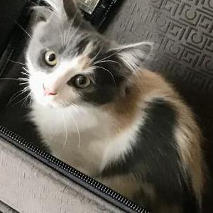 Lost Cat Callie