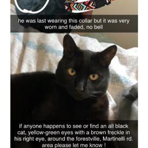 2nd Image of BENNY, Lost Cat