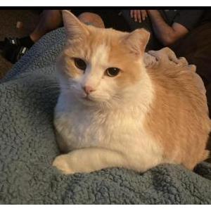 Lost Cat Buster