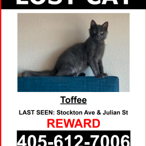 Lost Cat Toffee