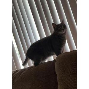 Lost Cat Stormy