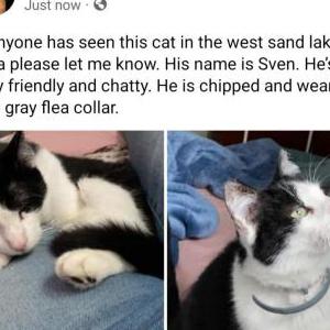 Lost Cat Sven