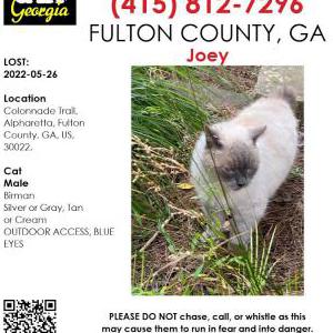 Lost Cat Joey