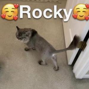 Lost Cat Rocky