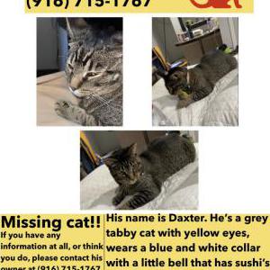 Lost Cat Daxter