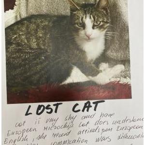 Lost Cat Meilute