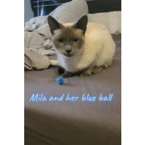Lost Cat Mila