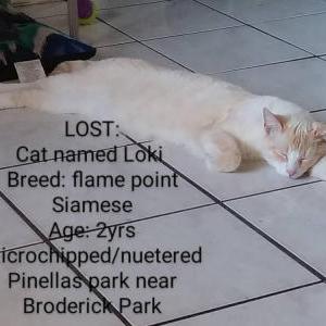 Lost Cat Loki