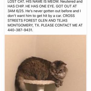 Lost Cat Meow