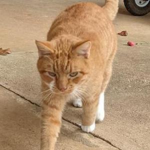Lost Cat Mike
