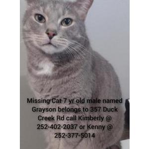 Lost Cat Greyson