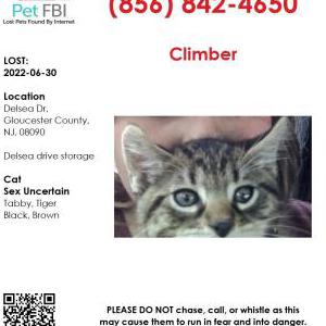 Lost Cat Climber