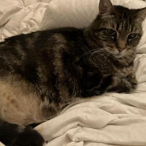 Lost Cat Teal-C aka Fatness