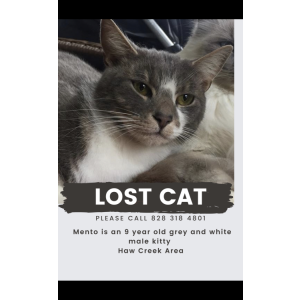 Lost Cat Mento