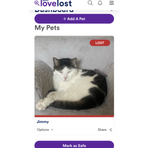 Lost Cat Jimmy