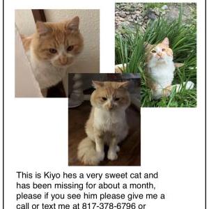 Lost Cat Kiyo