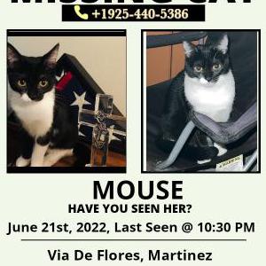 Lost Cat mouse